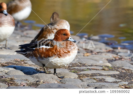  Wigeon 109360002