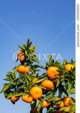 Orange garden 109360081
