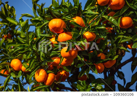 Orange garden 109360106