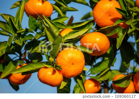 橙色的花園 橙色的花園 109360117
