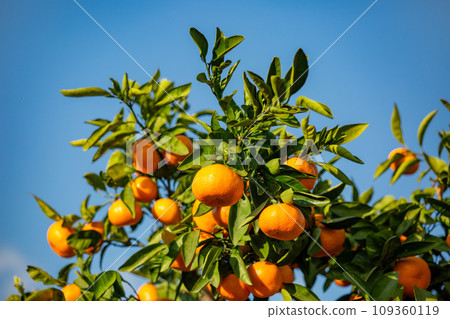 Orange garden 109360119