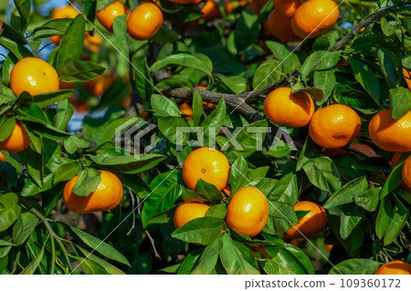 橙色的花園 109360172