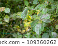 Black spots on rose leaves close-up. Fungal disease Diplocarpon rosae, causes the leaves to turn yellow and drop off. 109360262