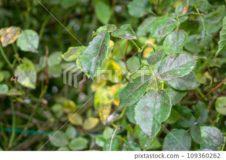Black spots on rose leaves close-up. Fungal disease Diplocarpon rosae, causes the leaves to turn yellow and drop off. 109360262