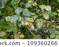Roses fungal disease Diplocarpon rosae. Black spots on yellow rose leaves. 109360266