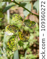 Black spots on rose leaves, fungal disease Diplocarpon rosae, causes the leaves to turn yellow and drop off. Close-up. 109360272