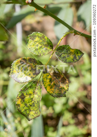 Black spots on rose leaves, fungal disease Diplocarpon rosae, causes the leaves to turn yellow and drop off. Close-up. 109360272