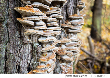 Polypore mushrooms on tree with autumn forest on background Polypore mushrooms on tree with autumn forest on background 109360360