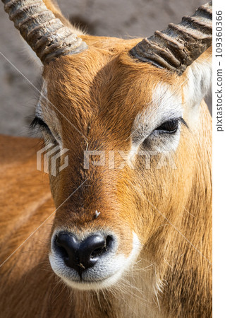 Waterbuck antelope portrait - head closeup 109360366