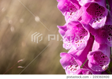 Purple foxglove flower detail on brown blurred bokeh background 109360400