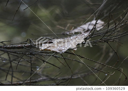 Leaf with water drops in the autumn forest in Denmark 109360529