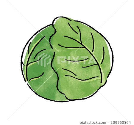 cabbage  109360564