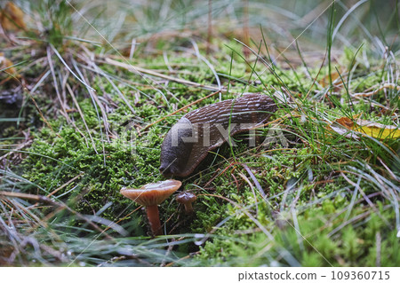 A snail eats a mushroom in an autumn forest in Denmark 109360715