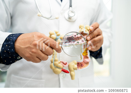 Intestine, appendix and digestive system, doctor holding anatomy model for study diagnosis and treatment in hospital. 109360871
