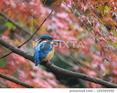 Maple and Kingfisher 109360998