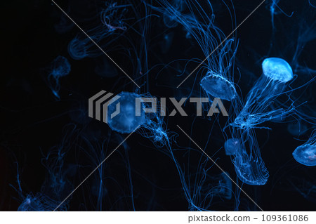 Group of Atlantic sea nettle jellyfish swimming in aquarium with blue neon light Group of Atlantic sea nettle jellyfish swimming in aquarium with blue neon light 109361086