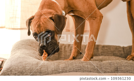 Purebred Boxer dog eating chicken leg on pet bed at home Purebred Boxer dog eating chicken leg on pet bed at home 109361230