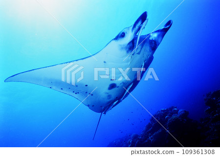 Manta at Ishigakijima 109361308