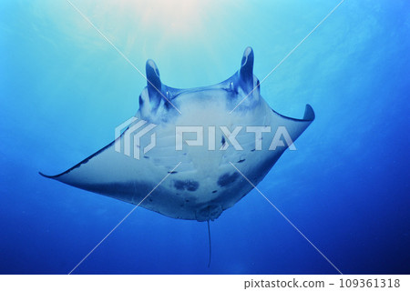 Manta at Ishigakijima 109361318