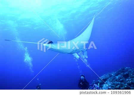 Manta ray passing over diver's head 109361906