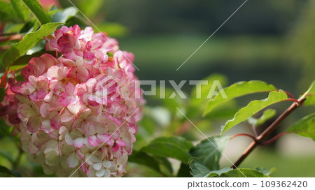 Gerber flower. Pink and white 109362420