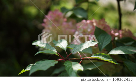 Gerber flower. Pink and white 109362433
