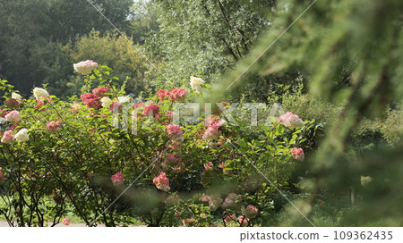 Gerber flower. Pink and white 109362435