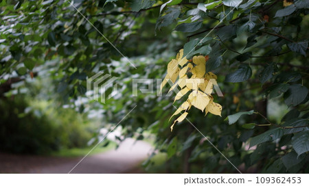 park alley and trees with yellow foliage park alley and trees with yellow foliage 109362453