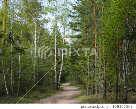 A birch tree stands next to a path in a beautiful green forest A birch tree stands next to a path in a beautiful green forest 109362561