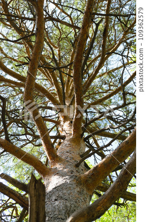Bottom view of the branched trunk of a pine tree Bottom view of the branched trunk of a pine tree 109362579