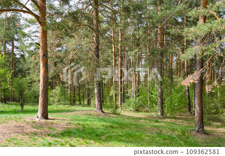 Forest scenic landscape in the thicket of a pine forest Forest scenic landscape in the thicket of a pine forest 109362581
