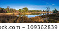 View over the Zevenboomsven lake in the Afferdense Duinen 109362839