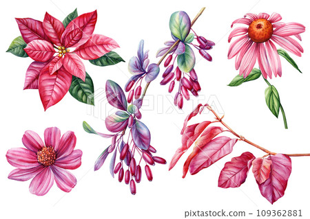 Branch with red leaves, barberry, echinacea flower and poinsettia on isolated white background, watercolor illustration Branch with red leaves, barberry, echinacea flower and poinsettia on isolated white background, watercolor illustration 109362881