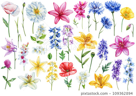 Flowers set with colorful wildflower. Dahlia, lily, poppy and cornflower, watercolor floral elements for card, design 109362894