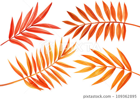 Autumn tropical leaf, dry palm leaves watercolor botanical decorative illustration, isolated flora for design, print 109362895