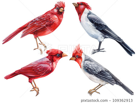 Set winter birds. Watercolor red cardinals isolated on white background. Watercolor illustration on a white background Set winter birds. Watercolor red cardinals isolated on white background. Watercolor illustration on a white background 109362913