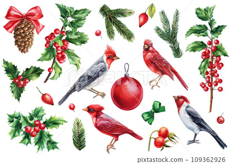 Red cardinal, Holly, cone and spruce. Christmas set with birds on a white background, watercolor drawings 109362926