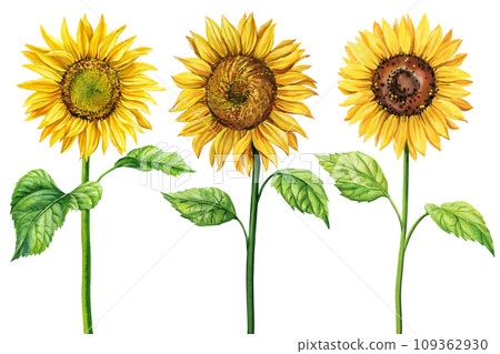 Sunflower set watercolor clipart. Watercolor floral illustration. Yellow flower isolated on white background 109362930