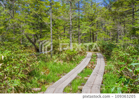 【新綠上高地】穿過清新森林的散步道 【新綠上高地】穿過清新森林的散步道 109363205