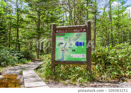 [Freshly green Kamikochi] A promenade through the refreshing forest 109363251