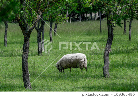White Sheep Browses Between Trees In The Landscape Of Lake Neusiedl in Burgenland, Austria White Sheep Browses Between Trees In The Landscape Of Lake Neusiedl in Burgenland, Austria 109363490