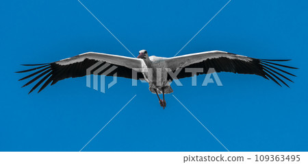 European White Stork (Ciconia Ciconia) During Flight European White Stork (Ciconia Ciconia) During Flight 109363495