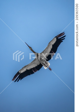 European White Stork (Ciconia Ciconia) During Flight  109363500