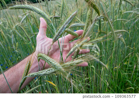 Farmers Hand Touches Ears Of Crop On Agricultural Field To Control Degree Of Ripeness And Quality 109363577