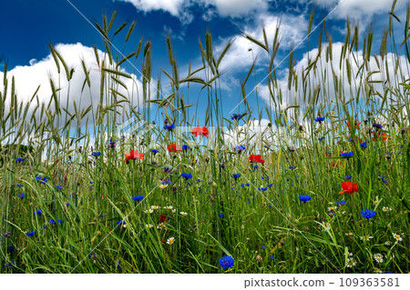 Corn Field With Colorful Flower Meadow With Poppy, Cornflower And Marguerite 109363581
