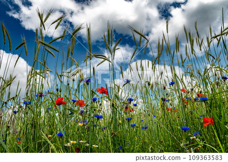 Corn Field With Colorful Flower Meadow With Poppy, Cornflower And Marguerite 109363583