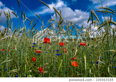 Corn Field With Colorful Flower Meadow With Poppy, Cornflower And Marguerite Corn Field With Colorful Flower Meadow With Poppy, Cornflower And Marguerite 109363584