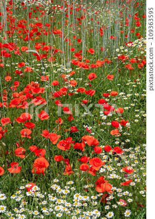 Colorful Flower Meadow With Poppy And Marguerite Over Green Grass Colorful Flower Meadow With Poppy And Marguerite Over Green Grass 109363595