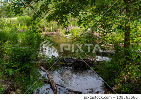 Beaver Dam And Lodge At Calm Pond In The River Danube Wetlands National Park In Vienna, Austria 109363666