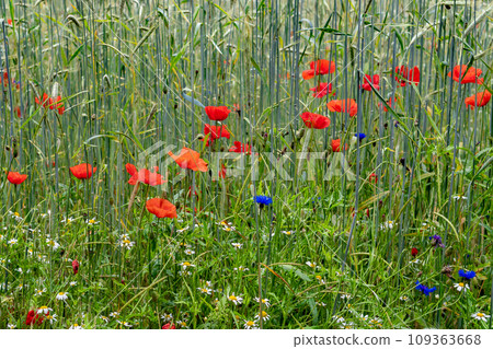 Cornfield And Colorful Flower Meadow With Poppy, Cornflower And Marguerite 109363668
